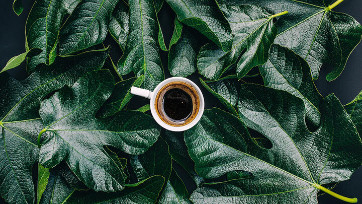 Overhead view of an espresso shot on a surface of fig leaves